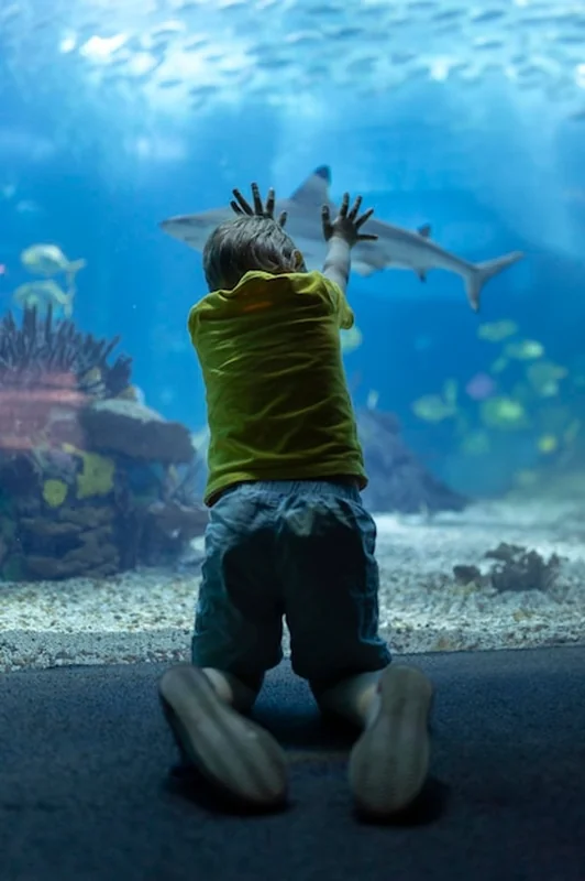 Chłopiec patrzy na rekinów w oceanarium