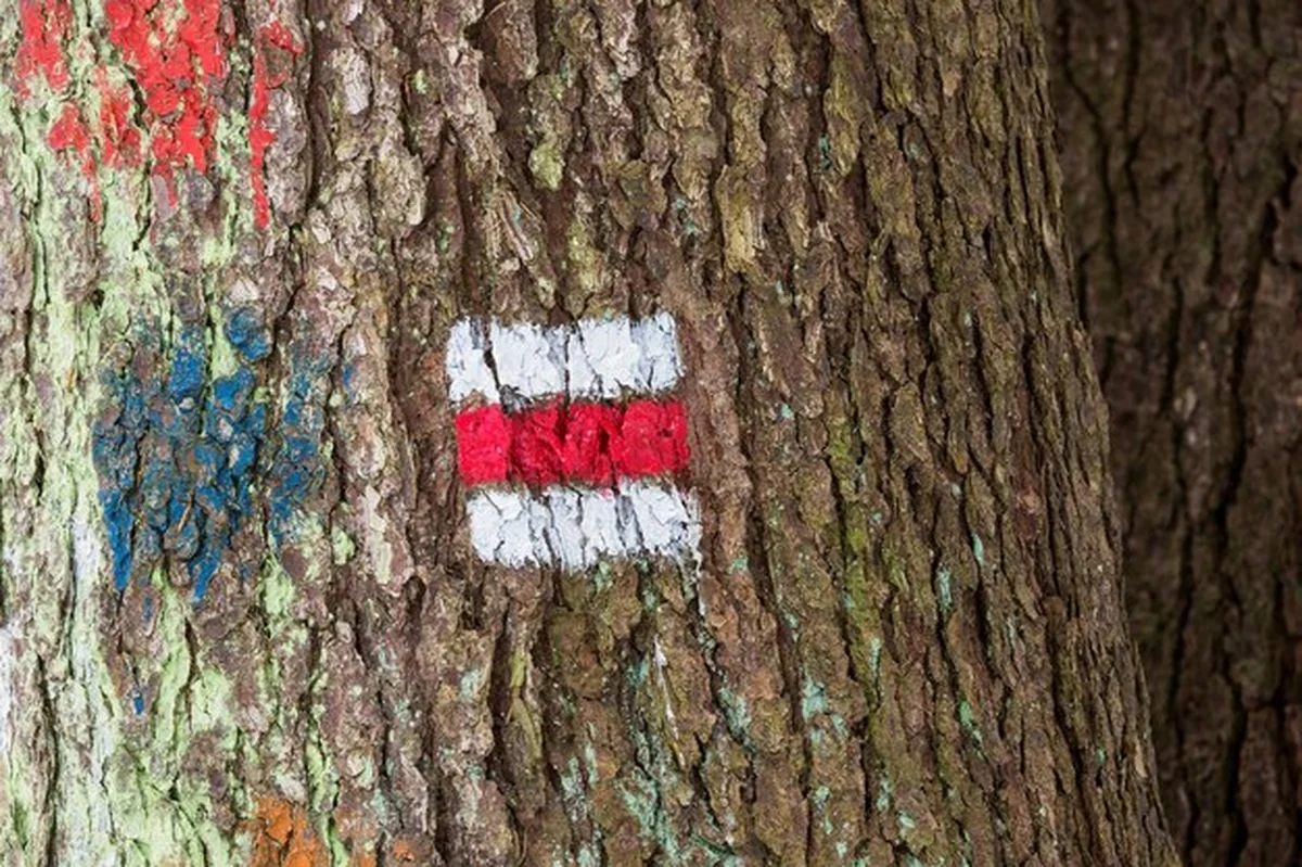 Znak turystyczny na drzewie na wycieczkę turystyczną