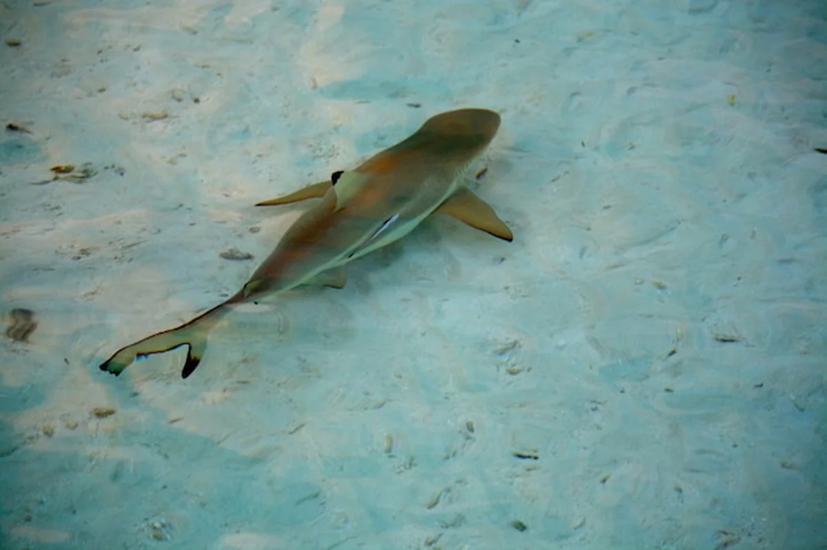 Mini rekin pod czystą wodą